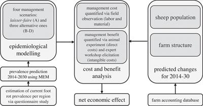 Epidemiological and Economic Evaluation of Alternative On-Farm Management Scenarios for Ovine Footrot in Switzerland